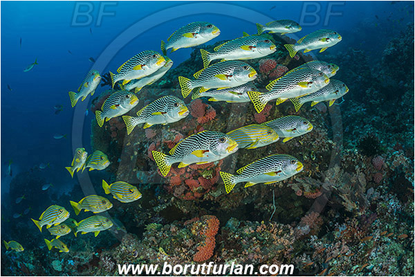 Raja Ampat, Papua, Indonesia, Plectorhinchus polytaenia, Plectorhinchus lineatus, Plectorhinchus, Haemulidae, Ribboned sweetlips, Yellow-ribbon sweetlips, Diagonal-Banded Sweetlips, Sweetlips, Fish, Fish school, Reef