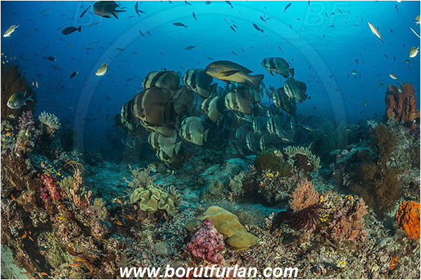 Raja Ampat, Papua, Indonesia, Platax teira, Platax, Ephippidae, Longfin Batfish, Batfish, Fish, Fish school, Reef