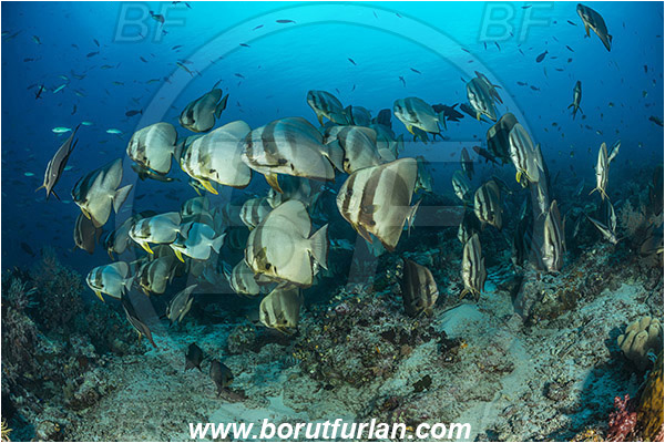 Raja Ampat, Papua, Indonesia, Platax teira, Platax, Ephippidae, Longfin Batfish, Batfish, Fish, Fish school, Reef