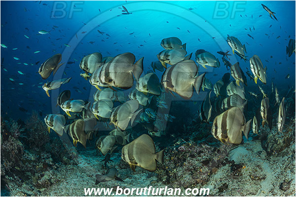 Raja Ampat, Papua, Indonesia, Platax teira, Platax, Ephippidae, Longfin Batfish, Batfish, Fish, Fish school, Reef