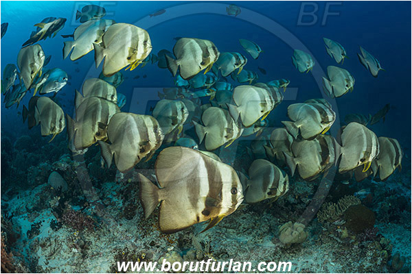Raja Ampat, Papua, Indonesia, Platax teira, Platax, Ephippidae, Longfin Batfish, Batfish, Fish, Fish school, Reef