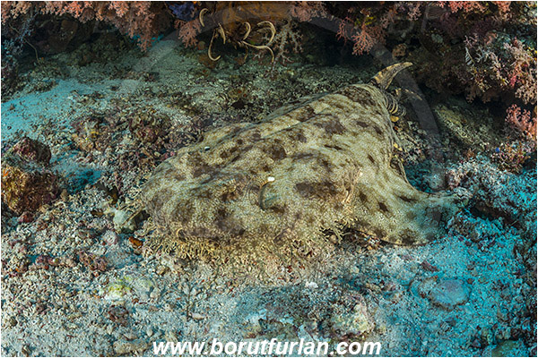 Raja Ampat, Papua, Indonesia, Eucrossorhinus dasypogon, Eucrossorhinus, Orectolobidae, Elasmobranchii, Tasselled wobbegong, Shark, Fish, Reef