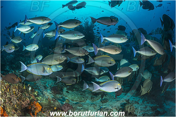 Raja Ampat, Papua, Indonesia, Acanthurus xanthopterus, Acanthurus, Acanthuridae, Yellowfin Surgeonfish, Surgeonfish, Fish, Fish school, Reef