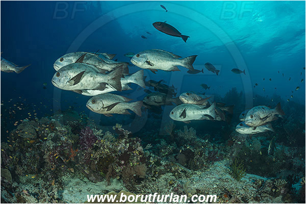 Raja Ampat, Papua, Indonesia, Macolor niger, Macolor, Lutjanidae, Black-and-white Snapper, Snapper, Fish, Fish school, Reef