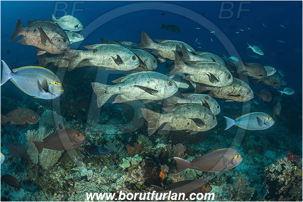 Raja Ampat, Papua, Indonesia, Acanthurus xanthopterus, Acanthurus, Acanthuridae, Yellowfin Surgeonfish, Surgeonfish, Macolor niger, Macolor, Lutjanidae, Black-and-white Snapper, Snapper, Fish, Fish school, Reef