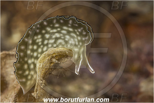 Raja Ampat, Papua, Indonesia, Elysia ornata, Elysia, Plakobranchidae, Ornate leaf slug, Nudibranch, Sea slug, Gastropoda, Mollusca, Mollusc
