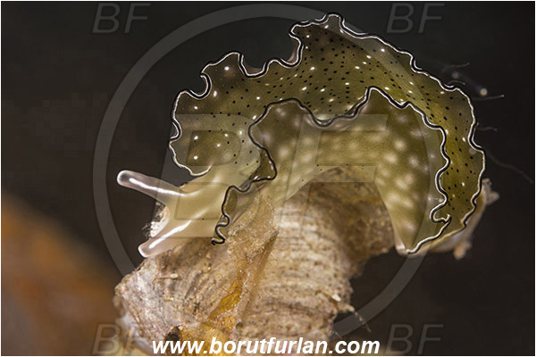Raja Ampat, Papua, Indonesia, Elysia ornata, Elysia, Plakobranchidae, Ornate leaf slug, Nudibranch, Sea slug, Gastropoda, Mollusca, Mollusc