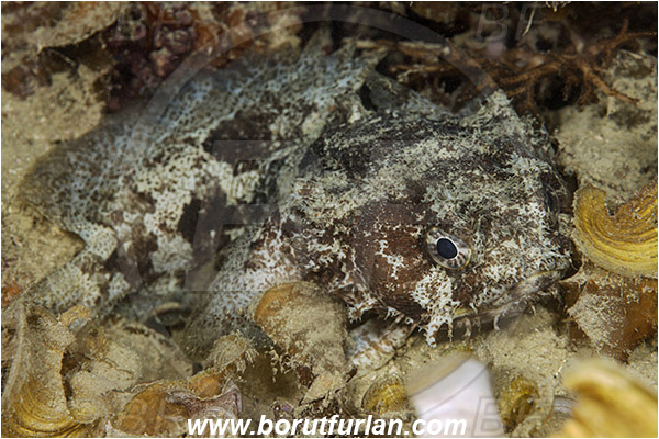 Raja Ampat, Papua, Indonesia, Halophryne ocellatus, Halophryne, Batrachoididae, Ocellate frogfish, Ocellate toadfish, Toadfish, Fish