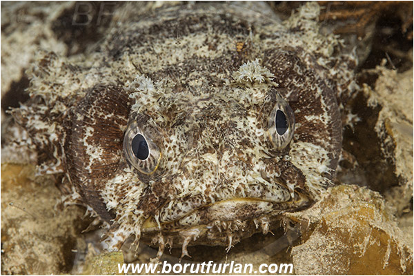 Raja Ampat, Papua, Indonesia, Halophryne ocellatus, Halophryne, Batrachoididae, Ocellate frogfish, Ocellate toadfish, Toadfish, Fish, Portrait