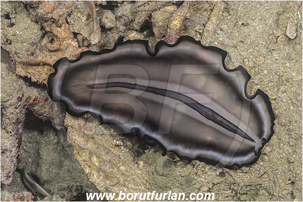 Raja Ampat, Papua, Indonesia, Pseudobiceros gratus, Pseudoceros, Pseudocerotidae, Flatworm, Platyhelminthes
