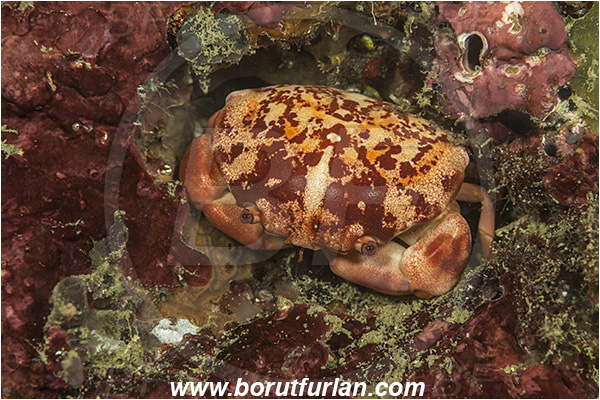 Pantar, Alor, Indonesia, Carpilius convexus, Carpilius, Carpiliidae, Decapoda, Red Reef Crab, Crab, Crustacea, Crustacean