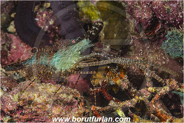 Raja Ampat, Papua, Indonesia, Saron sp., Saron, Hippolytidae, Marbled shrimp, Shrimp, Decapoda, Crustacea, Crustacean