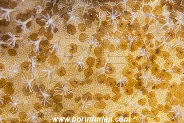 Raja Ampat, Papua, Indonesia, Waminoa sp., Waminoa, Convolutidae, Acoela Flatworm, Flatworm, Acoelomorpha