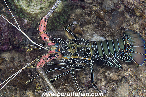 Raja Ampat, Papua, Indonesia, Palinurus versicolor, Panulirus, Palinuridae, Painted Spiny Lobster, Lobster, Decapoda, Crustacea, Crustacean
