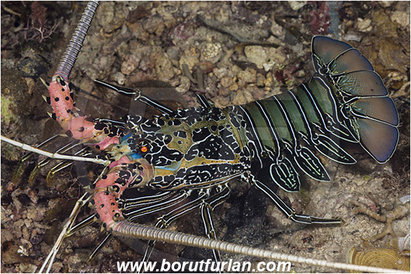 Raja Ampat, Papua, Indonesia, Palinurus versicolor, Panulirus, Palinuridae, Painted Spiny Lobster, Lobster, Decapoda, Crustacea, Crustacean