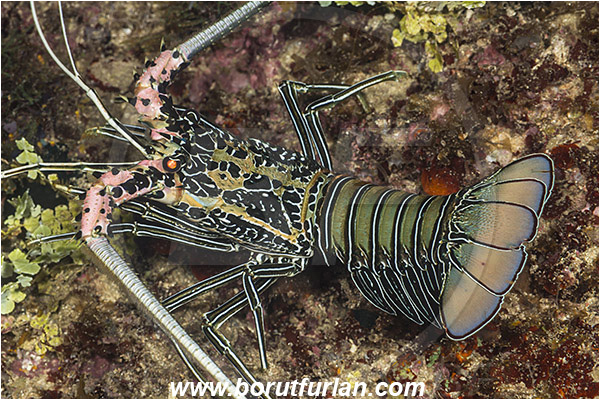 Raja Ampat, Papua, Indonesia, Palinurus versicolor, Panulirus, Palinuridae, Painted Spiny Lobster, Lobster, Decapoda, Crustacea, Crustacean