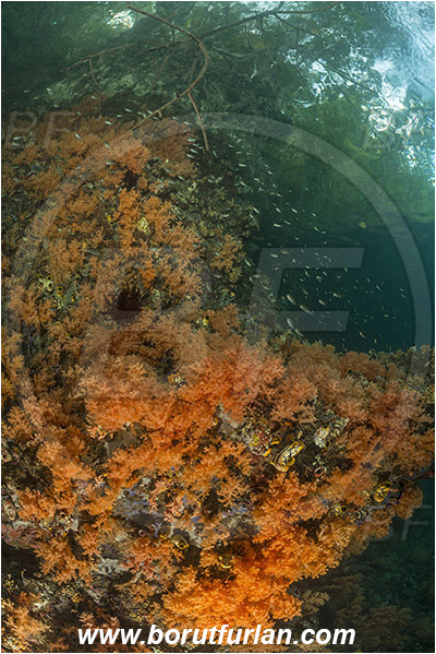 Raja Ampat, Papua, Indonesia, Scleronephthya sp., Scleronephthya, Nephtheidae, Soft coral, Coral, Anthozoa, Cnidaria, Cnidarian, Reef, Trees