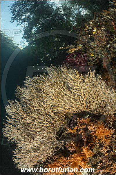 Raja Ampat, Papua, Indonesia, Acabaria sp., Acabaria, Melithaeidae, Anthozoa, Sea fan, Coral, Cnidaria, Cnidarian, Reef, Trees