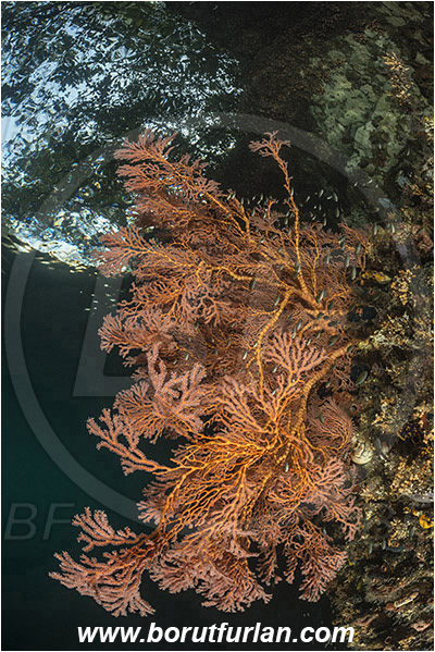 Raja Ampat, Papua, Indonesia, Melithaea sp., Melithaea, Melithaeidae, Anthozoa, Sea fan, Coral, Cnidaria, Cnidarian, Reef, Trees
