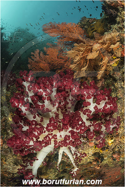 Raja Ampat, Papua, Indonesia, Melithaea sp., Melithaea, Melithaeidae, Anthozoa, Sea fan, Dendronephthya sp., Dendronephthya, Nephtheidae, Soft coral, Coral, Anthozoa, Cnidaria, Cnidarian, Trees