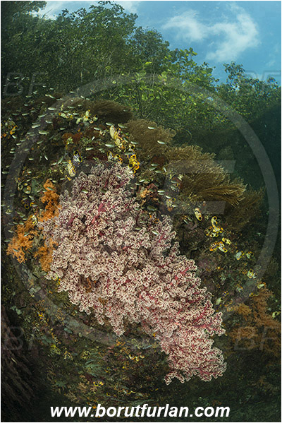 Raja Ampat, Papua, Indonesia, Siphonogorgia sp., Siphonogorgia, Nidaliidae, Sea fan, Coral, Cnidaria, Cnidarian, Aglaophenia cupressina, Aglaophenia, Aglaopheniidae, Hydrozoa, Stinging hydroid, Polycarpa aurata, Polycarpa, Styelidae, Tunicata, Golden Sea Squirt, Tunicate, Reef, Trees