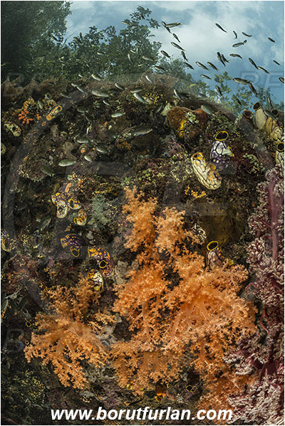 Raja Ampat, Papua, Indonesia, Scleronephthya sp., Scleronephthya, Nephtheidae, Soft coral, Coral, Anthozoa, Cnidaria, Cnidarian, Polycarpa aurata, Polycarpa, Styelidae, Tunicata, Golden Sea Squirt, Tunicate, Reef, Trees