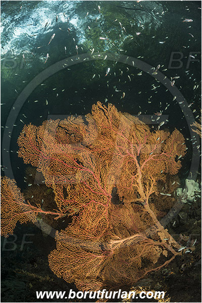Raja Ampat, Papua, Indonesia, Melithaea sp., Melithaea, Melithaeidae, Anthozoa, Sea fan, Coral, Cnidaria, Cnidarian, Reef, Trees, Fish school