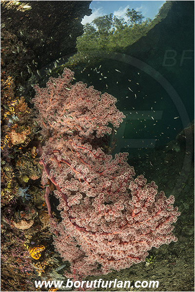 Raja Ampat, Papua, Indonesia, Siphonogorgia sp., Siphonogorgia, Nidaliidae, Sea fan, Coral, Cnidaria, Cnidarian, Reef, Trees