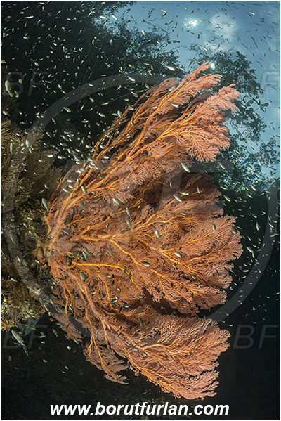 Raja Ampat, Papua, Indonesia, Melithaea sp., Melithaea, Melithaeidae, Anthozoa, Sea fan, Coral, Cnidaria, Cnidarian, Reef, Trees, Fish school