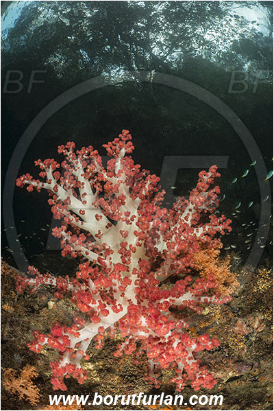 Raja Ampat, Papua, Indonesia, Dendronephthya sp., Dendronephthya, Nephtheidae, Soft coral, Coral, Anthozoa, Cnidaria, Cnidarian, Trees