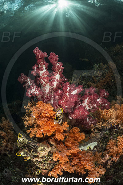 Raja Ampat, Papua, Indonesia, Dendronephthya sp., Dendronephthya, Scleronephthya sp., Scleronephthya, Nephtheidae, Soft coral, Coral, Anthozoa, Cnidaria, Cnidarian, Trees, Light rays