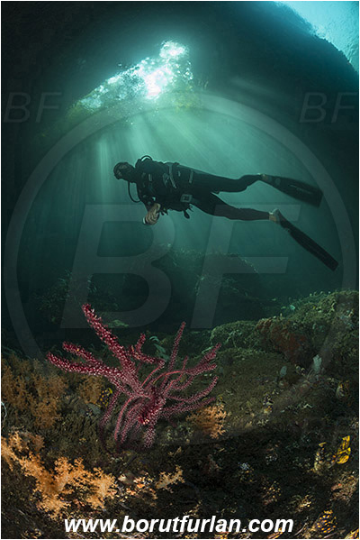 Raja Ampat, Papua, Indonesia, Anthozoa, Cnidaria, Cnidarian, Coral, Reef, Trees, Light rays, Diver, Cave
