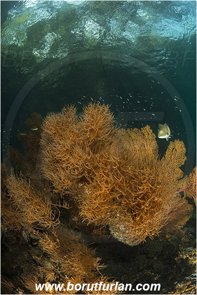 Raja Ampat, Papua, Indonesia, Antipathes sp., Antipathes, Antipathidae, Anthozoa, Cnidaria, Cnidarian, Black coral, Coral, Reef, Trees