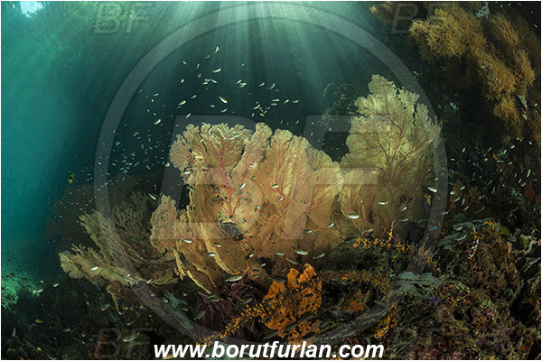 Raja Ampat, Papua, Indonesia, Melithaea sp., Melithaea, Melithaeidae, Anthozoa, Sea fan, Coral, Cnidaria, Cnidarian, Reef, Trees, Light rays, Fish school