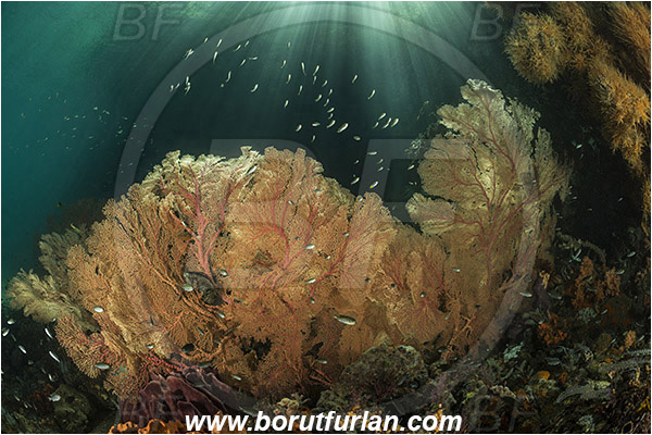 Raja Ampat, Papua, Indonesia, Melithaea sp., Melithaea, Melithaeidae, Anthozoa, Sea fan, Coral, Cnidaria, Cnidarian, Reef, Light rays