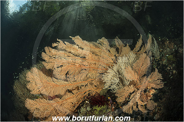 Raja Ampat, Papua, Indonesia, Melithaea sp., Melithaea, Melithaeidae, Anthozoa, Sea fan, Coral, Cnidaria, Cnidarian, Reef