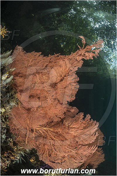 Raja Ampat, Papua, Indonesia, Melithaea sp., Melithaea, Melithaeidae, Anthozoa, Sea fan, Coral, Cnidaria, Cnidarian, Reef, Trees
