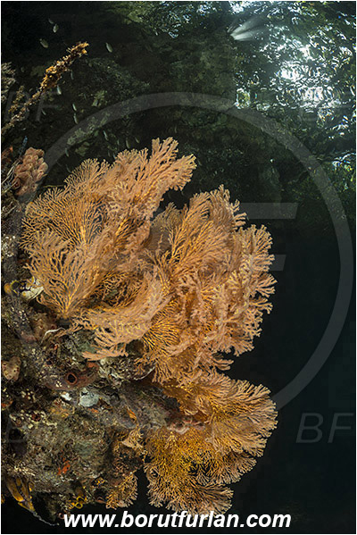 Raja Ampat, Papua, Indonesia, Melithaea sp., Melithaea, Melithaeidae, Anthozoa, Sea fan, Coral, Cnidaria, Cnidarian, Reef, Trees