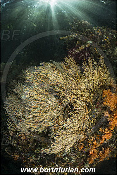 Raja Ampat, Papua, Indonesia, Acabaria sp., Acabaria, Melithaeidae, Anthozoa, Sea fan, Coral, Cnidaria, Cnidarian, Reef, Trees, Light rays