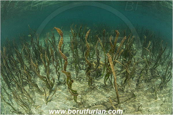 Raja Ampat, Pantar, Indonesia, Shallow, Enhalus acoroides, Enhalus, Hydrocharitaceae, Tape seagrass, Seagrass, Grass, Sand