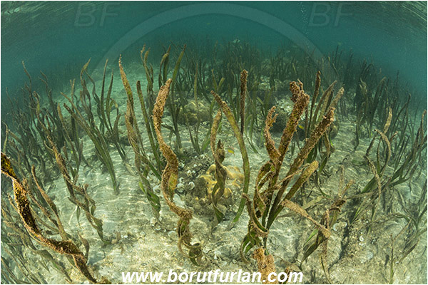 Raja Ampat, Pantar, Indonesia, Shallow, Enhalus acoroides, Enhalus, Hydrocharitaceae, Tape seagrass, Seagrass, Grass, Sand