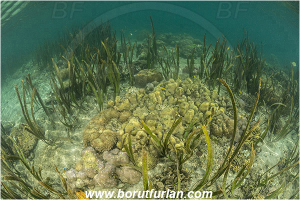 Raja Ampat, Pantar, Indonesia, Shallow, Cnidaria, Cnidarian, Coral, Enhalus acoroides, Enhalus, Hydrocharitaceae, Tape seagrass, Seagrass, Grass, Sand