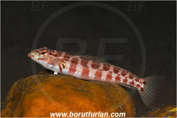 Tulamben, Bali, Indonesia, Parapercis schauinslandii, Parapercis, Pinguipedidae, Redspotted sandperch, Sandperch, Fish