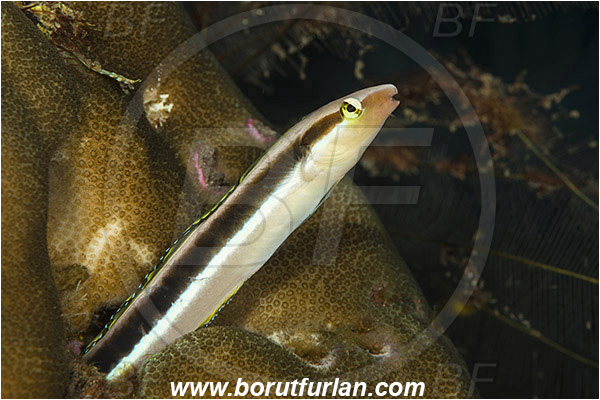 Tulamben, Bali, Indonesia, Aspidontus dussumieri, Aspidontus, Blenniidae, Lance blenny, Blenny, Fish