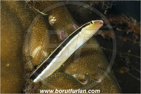 Tulamben, Bali, Indonesia, Aspidontus dussumieri, Aspidontus, Blenniidae, Lance blenny, Blenny, Fish