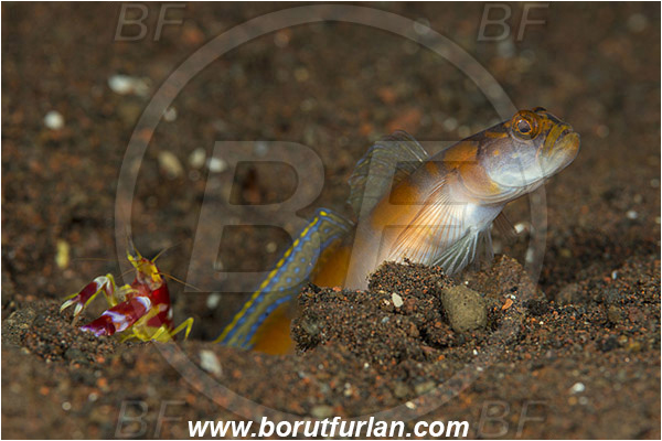 Tulamben, Bali, Indonesia, Amblyeleotris yanoi, Amblyeleotris, Gobiidae, Flagtail shrimpgoby, Goby, Fish