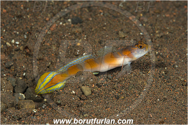 Tulamben, Bali, Indonesia, Amblyeleotris yanoi, Amblyeleotris, Gobiidae, Flagtail shrimpgoby, Goby, Fish