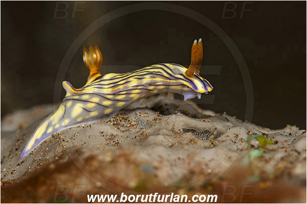 Tulamben, Bali, Indonesia, Hypselodoris nigrostriata, Hypselodoris, Chromodorididae, Black-linned nudribranch, Nudibranch, Sea slug, Gastropoda, Mollusca, Mollusc