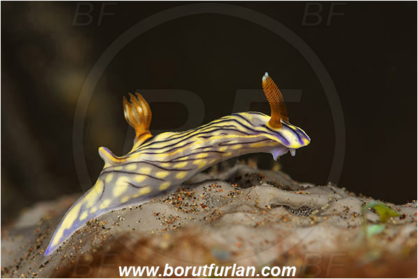 Tulamben, Bali, Indonesia, Hypselodoris nigrostriata, Hypselodoris, Chromodorididae, Black-linned nudribranch, Nudibranch, Sea slug, Gastropoda, Mollusca, Mollusc