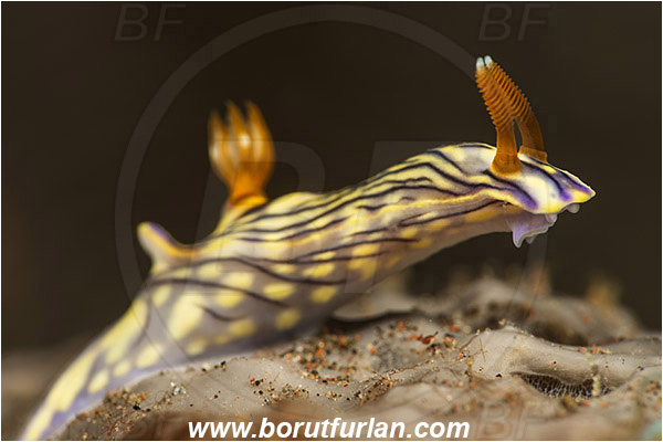 Tulamben, Bali, Indonesia, Hypselodoris nigrostriata, Hypselodoris, Chromodorididae, Black-linned nudribranch, Nudibranch, Sea slug, Gastropoda, Mollusca, Mollusc